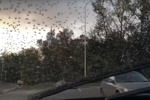  Жители Красноярска жалуются на нашествие зеленых мошек