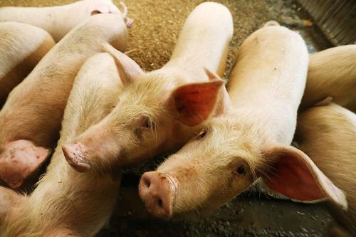 В Хабаровске снова вспыхнул очаг чумы свиней