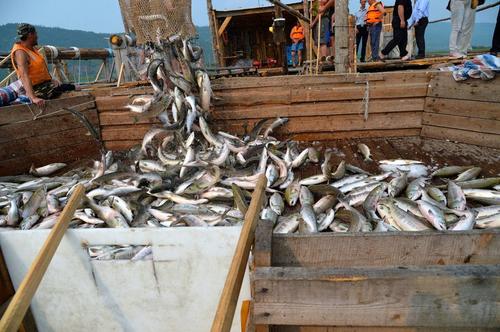 Улов лососей в Хабаровском крае превысил результат 2019 года