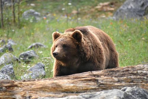 В Хабаровске на детскую площадку заглянул медведь
