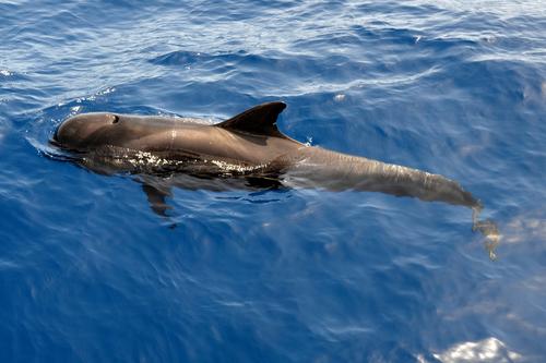 В Австралии началась масштабная операция по спасению дельфинов-гринд