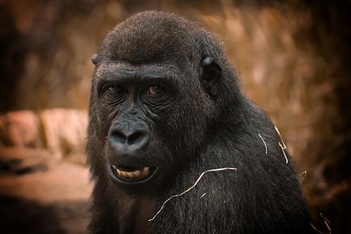 Работница испанского зоопарка подверглась нападению гориллы