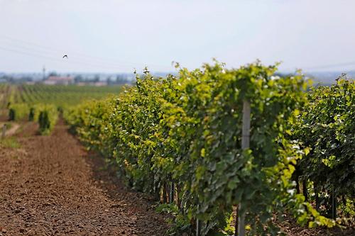 На Кубани продолжают развивать виноделие