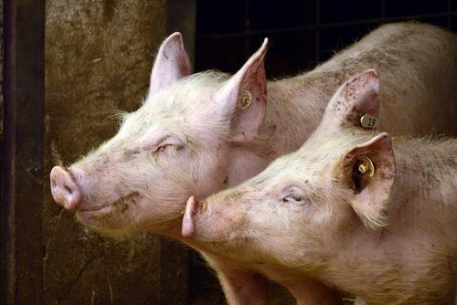 В ряде районов Самарской области ввели режим ЧС из-за африканской чумы свиней 