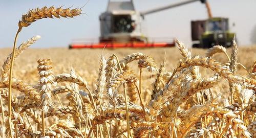 Урожай зерна в России превысит 122 млн тонн