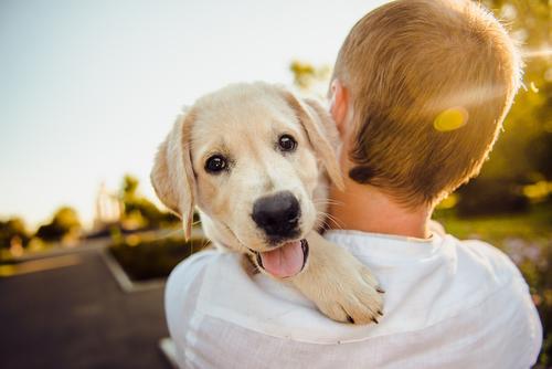 Британские исследователи выяснили, как собаки реагируют на фразу «я люблю тебя»