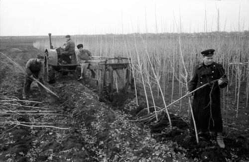 Почему в СССР повсеместно высаживали тополя  