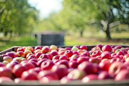 Белорусские фермеры похвалились хорошим урожаем яблок и картошки в этом году