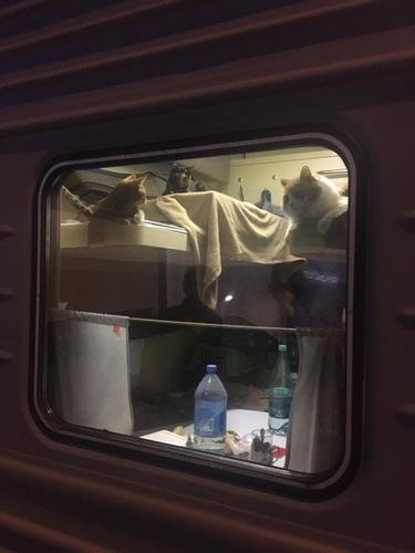 Пассажир поезда Москва-Анапа выкупил купе для своих котиков 