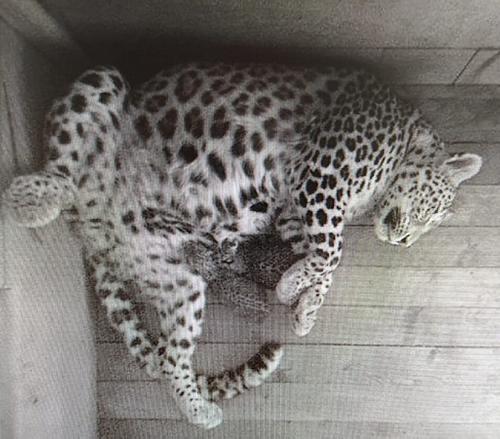 В Сочи родились два котёнка леопарда