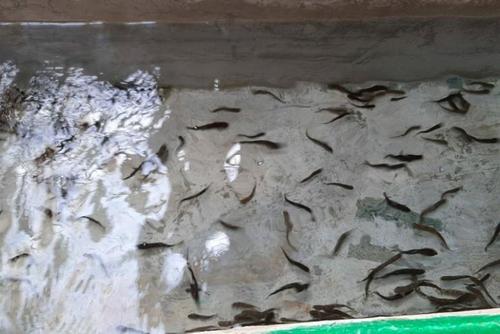 В реку в Сочи выпустили мальков лосося