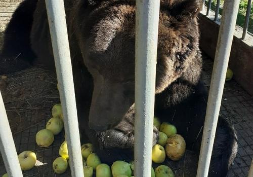 Жители Копейска подарили медведю Малышу 300 кг. лакомств