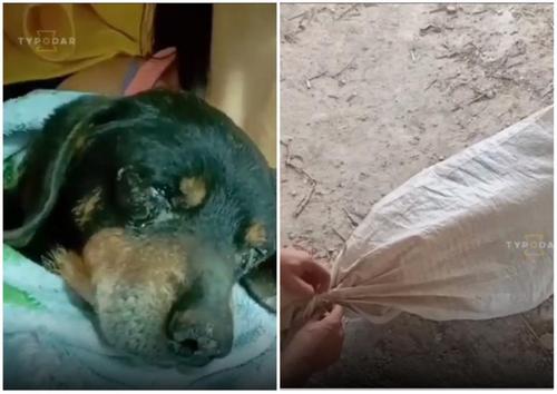 Туристы в Адыгее наткнулись на завязанный мешок с живой собакой
