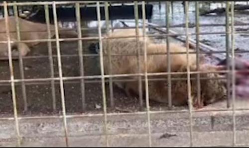 В Сочи осудят владельца медведей, растерзавших ребёнка