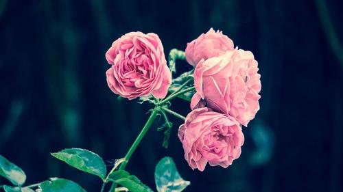 Россельхознадзор выявил цветочный трипс в партии роз из Италии
