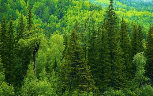 В России слабо понимают, что лес может стоить денег в неспиленном виде