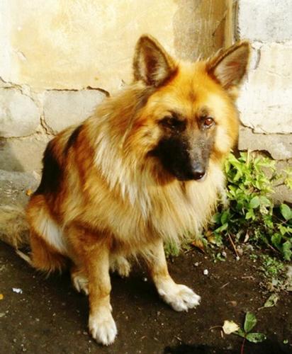 В Челябинске прекратил существование питомник служебных собак