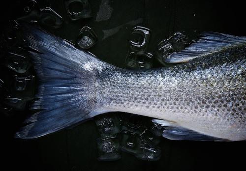 В Приморье зафиксирован массовый выброс рыбы