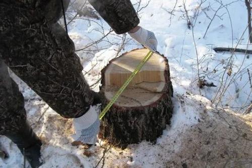 В Хабаровском крае незаконно вырубили лес на 210 млн рублей 