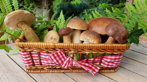 Правительство России отнесло грибы к сельхозпродукции