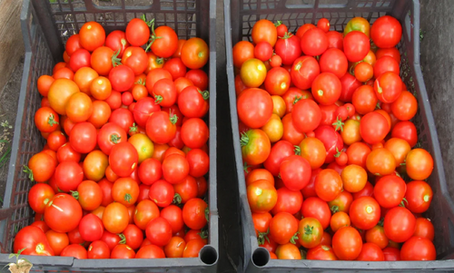 В Хабаровском крае цена кг томатов достигла 300 рублей