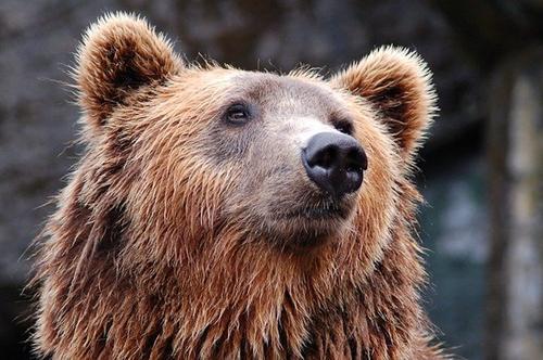 Пассажирский самолет в ходе посадки на Аляске сбил медведицу