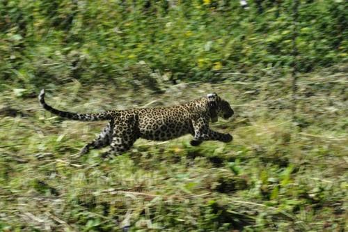 В горах Сочи погибла выпущенная летом на свободу самка леопарда