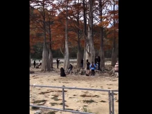 Туристы топчут корни в Кипарисовой роще вопреки запрету