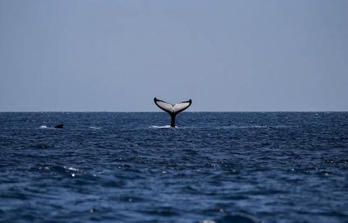 Ученые нашли исчезнувшего голубого кита