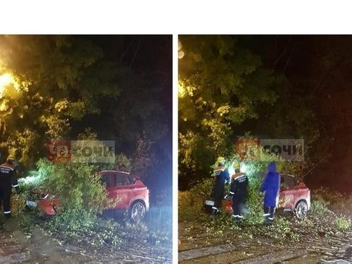 В Сочи на едущий автомобиль рухнуло дерево