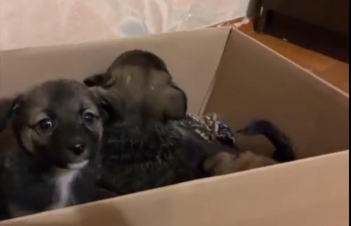 В Краснодаре спасли выброшенных щенков