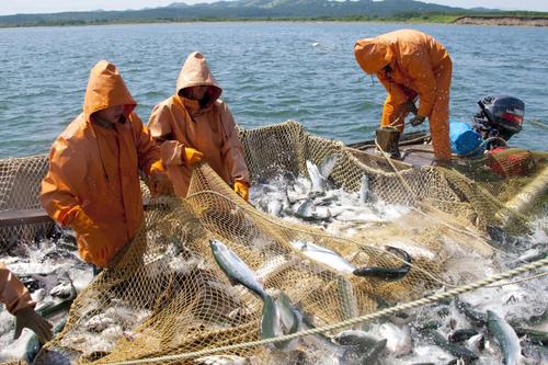 Депутаты ЗСК предложили меры по восстановлению рыбной отрасли Кубани 