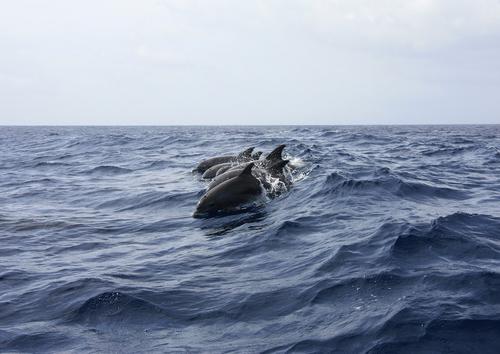 Около сотни дельфинов выбросились на берег в Новой Зеландии 