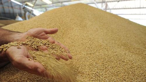 В России продолжают расти цены на зерно