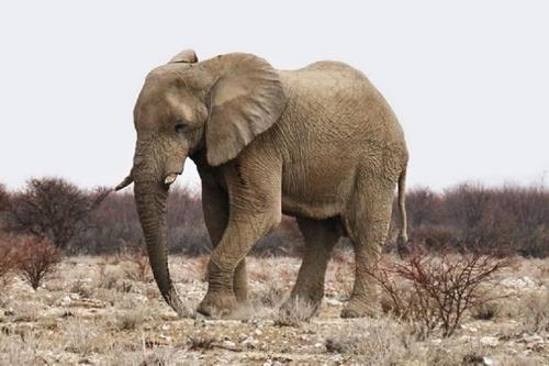 Власти Намибии решили продать 170 диких слонов