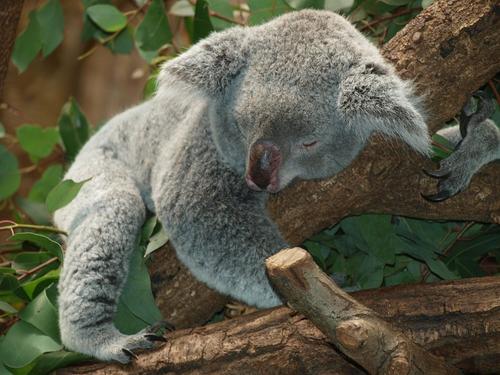 Австралийская семья обнаружила на своей новогодней елке живую коалу