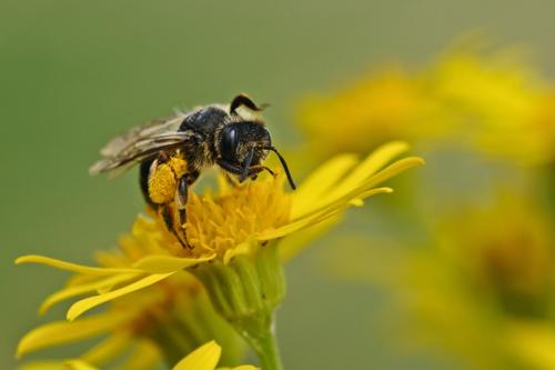 Немецкие учёные будут лечить коронавирус при помощи пчелиного яда