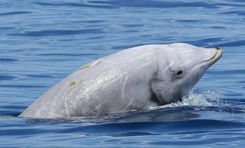  У побережья Мексики обнаружили редких китообразных