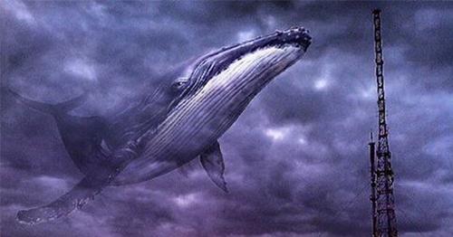Существует ли на самом деле, таинственный океанский монстр - 52-герцевый кит? 