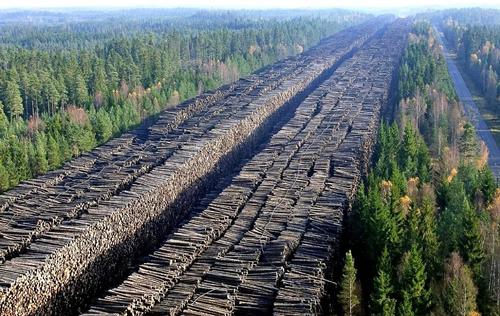 В Красноярском крае проводится масштабная проверка по фактам незаконной вырубки леса