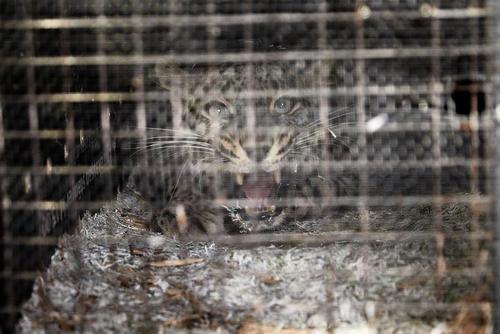 В Сочинский нацпарк доставили двух леопардов из Швеции