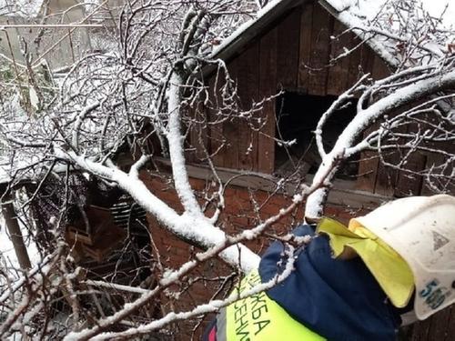 Из-за снегопада в Новороссийске рухнуло дерево