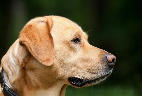 В Красноярске собака спасла свою хозяйку от маньяка