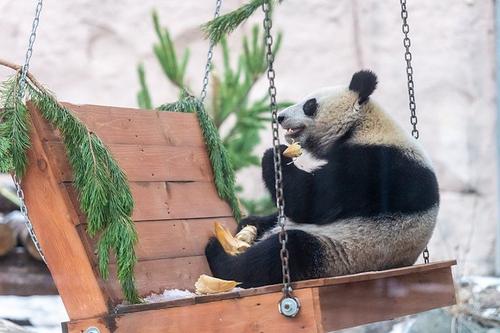 В Московском зоопарке рассказали, как животные провели новогоднюю ночь