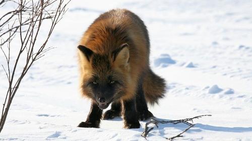 По улицам Петербурга бродят лисы, а в Ленинградской области - лоси