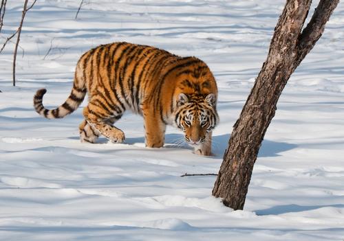 Штраф в 2 млн руб. грозит хабаровскому водителю, сбившему амурского тигра