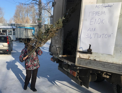 Тысячи елок сдали в Хабаровском крае в зооцентры