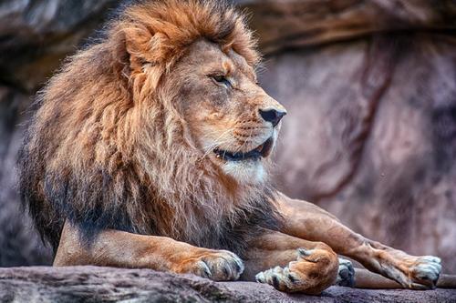 Усыпленный в Таллинском зоопарке лев оказался болен коронавирусом 