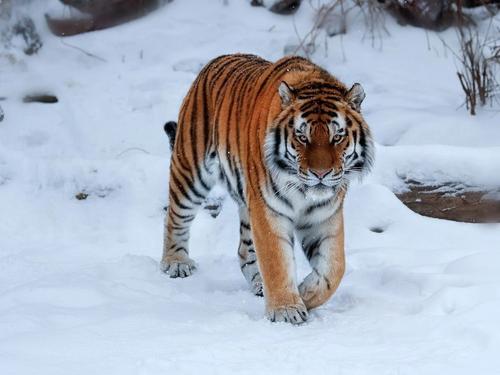 В Хабаровском крае спасают найденную истощенную тигрицу