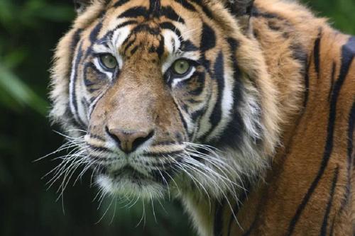 В Кишиневском зоопарке тигр напал на сотрудника